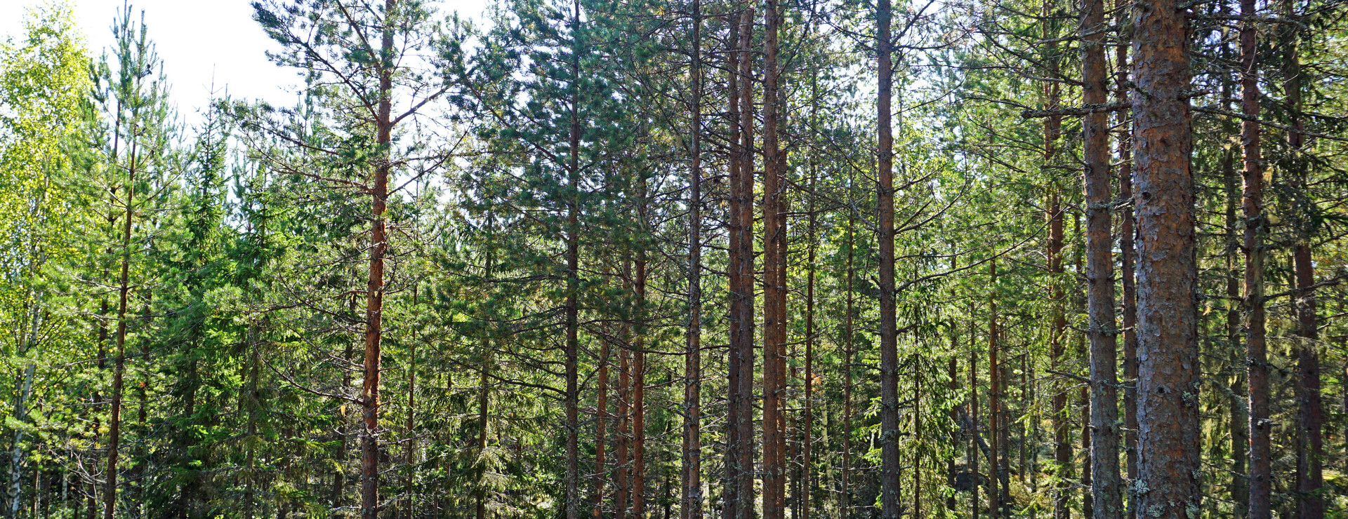 Vattrång - Skog ut mot kusten