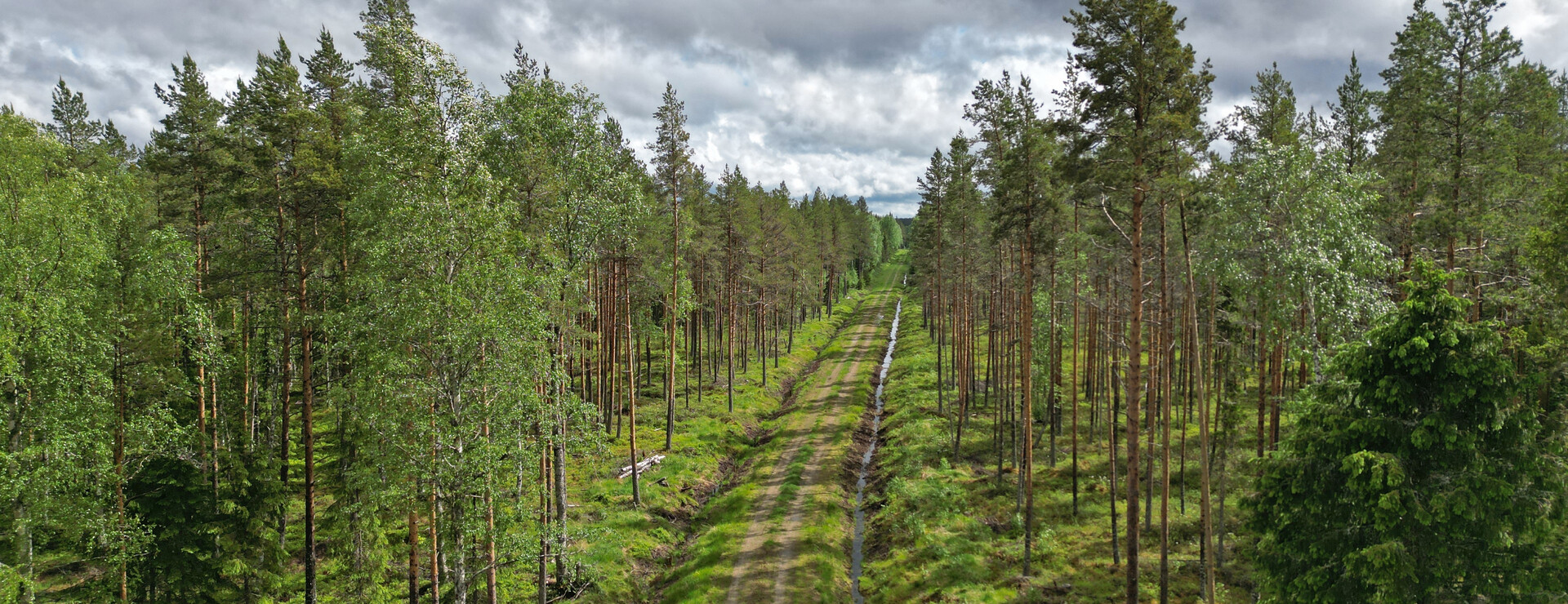 Nygård - Välskött skogsfastighet