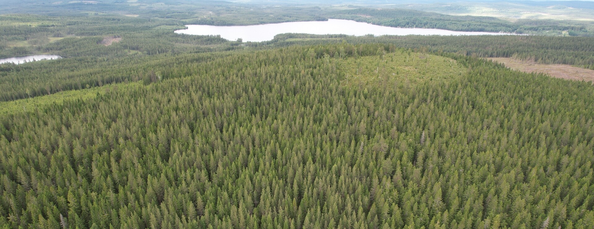 Nilslarsberg - Skog vid sjön Svarten