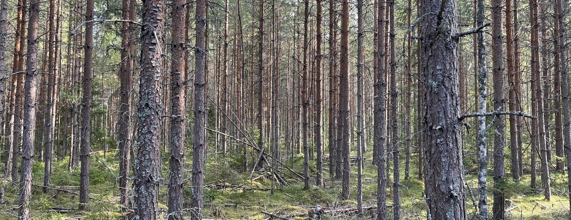 Almo - Skog och jakt