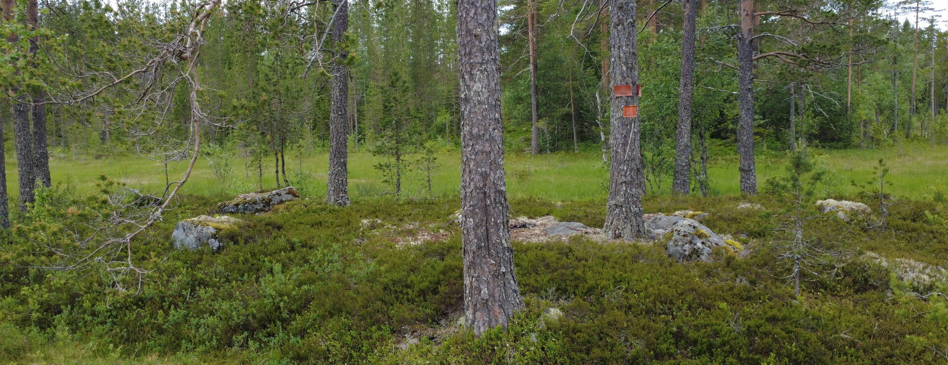 Branäs - Skog i Branäs