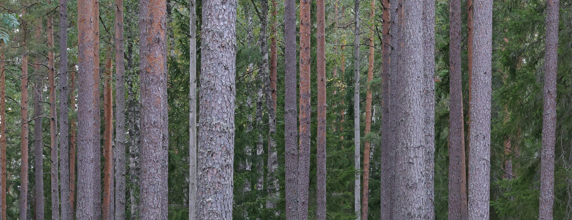 Nogsta - Virkesrik tallskog