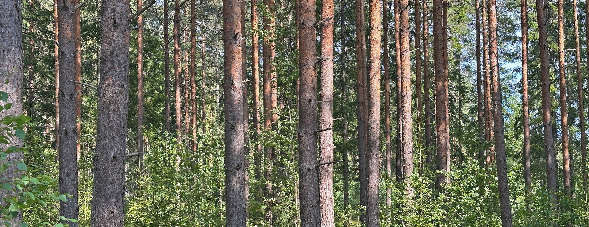 Näckenbäck - Virkesrikt i bolag