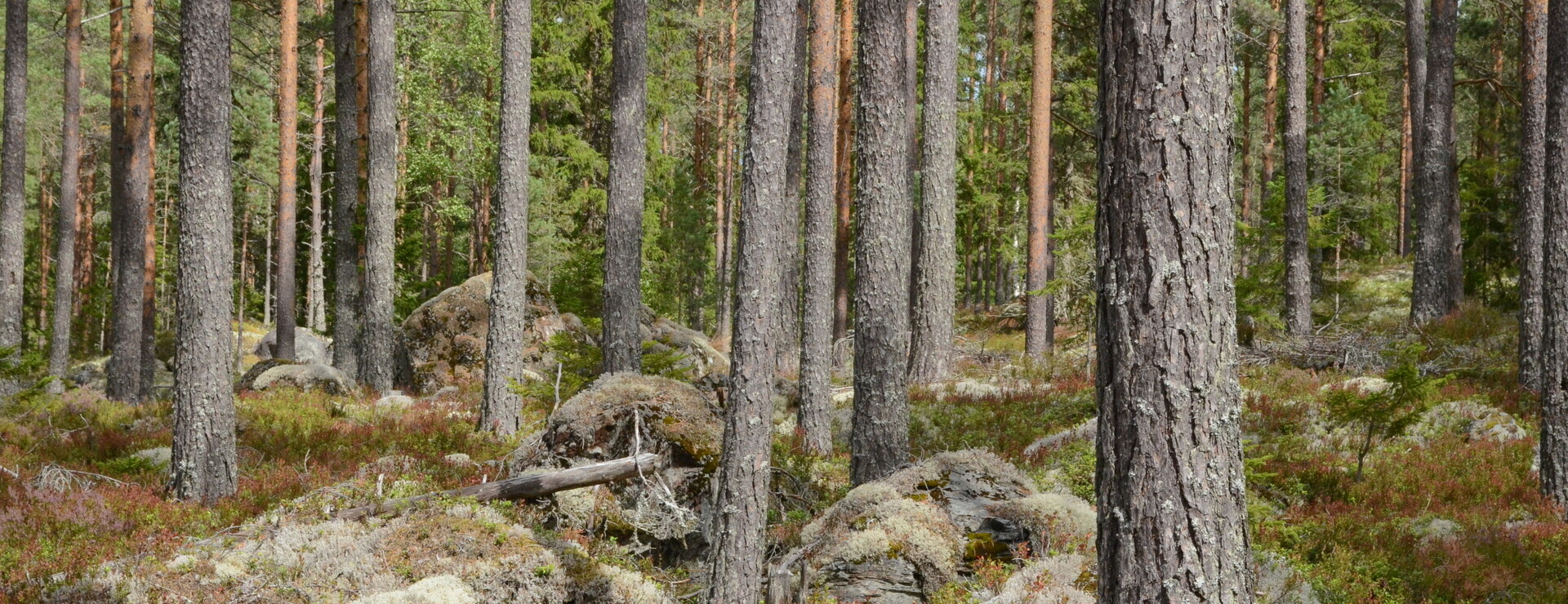 Bispbergshyttan & Bosjön - Skog, sjö och jakt