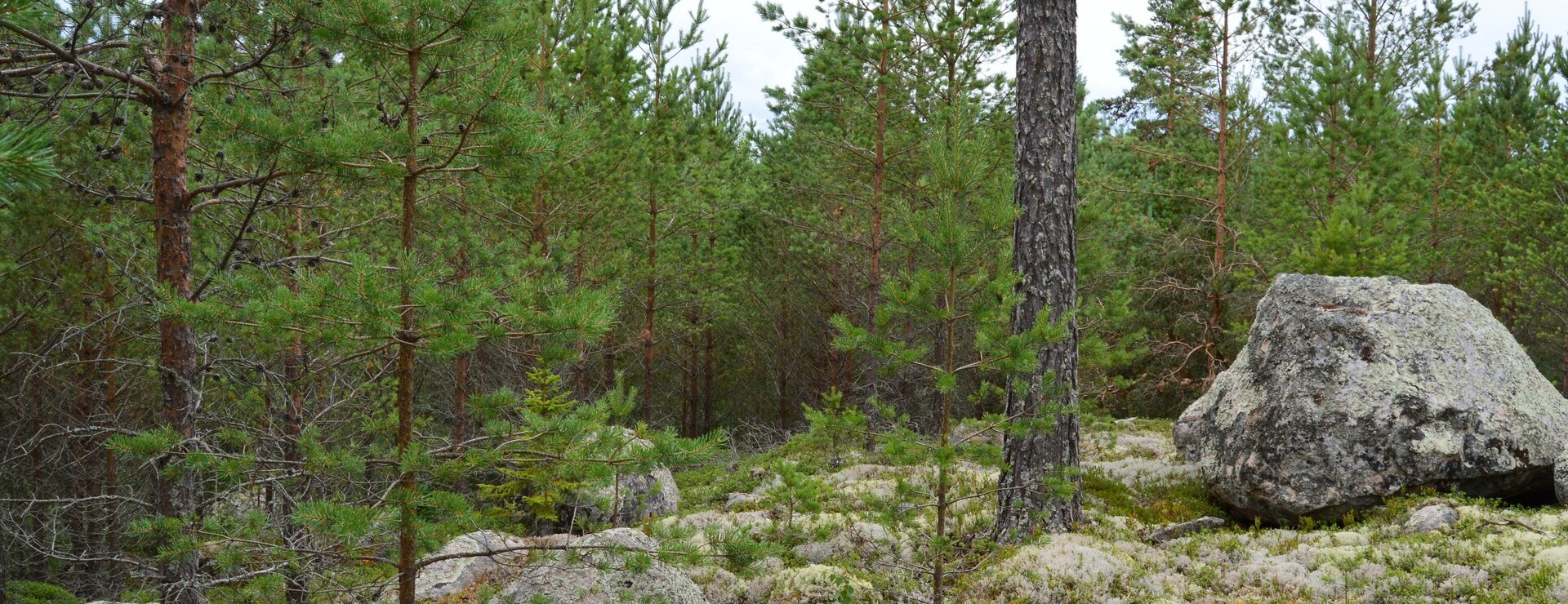 Staffas i Linghed - Skog och vind