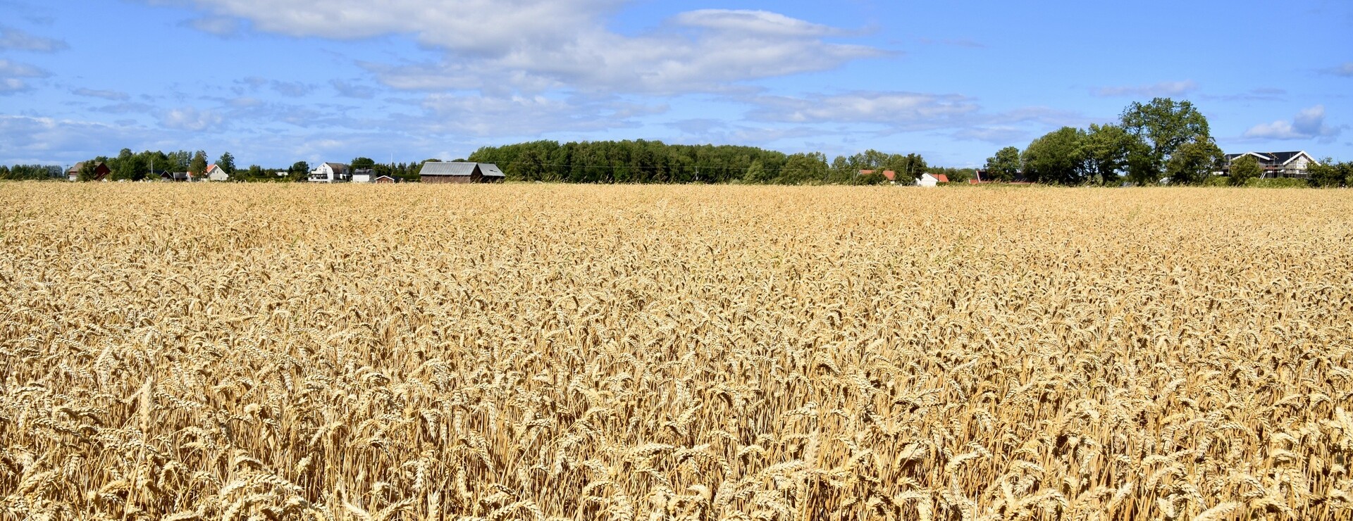 Åkermark i Skalunda - Samlad åkermark
