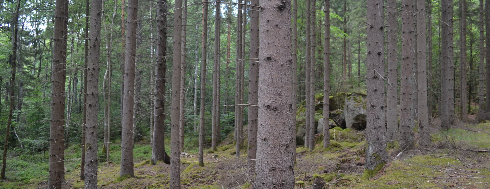 Gränum - Skog och jakt Gränum