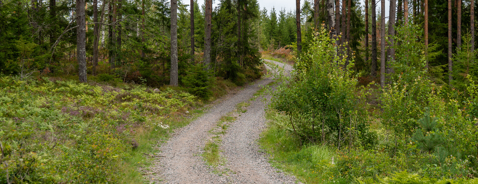 Spakebol - Skogsmark Åmål