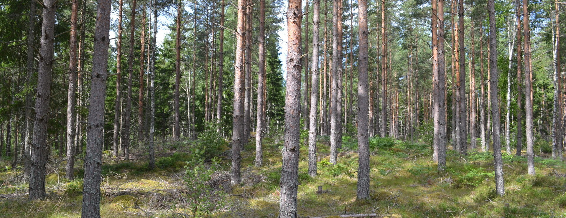 Ärngisslahyltan - Välskött i ett skifte