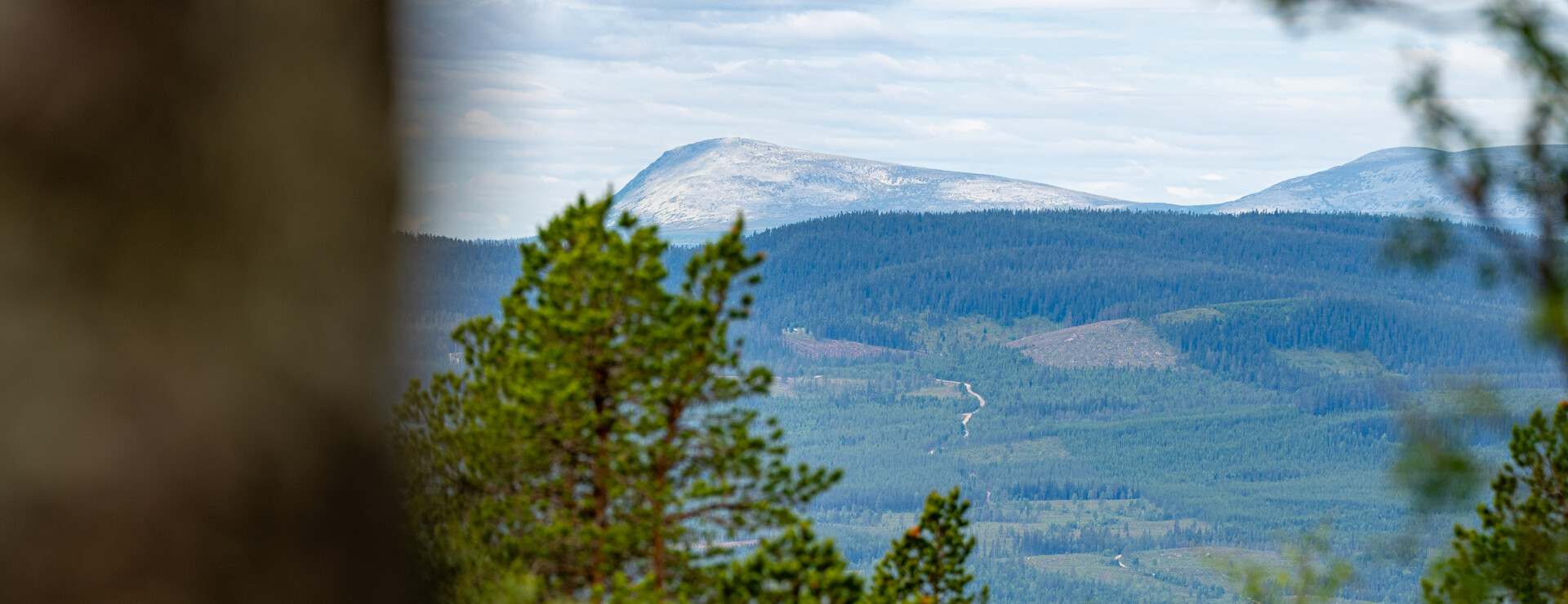 Kvisthån - Skog och jakt i Kvisthån