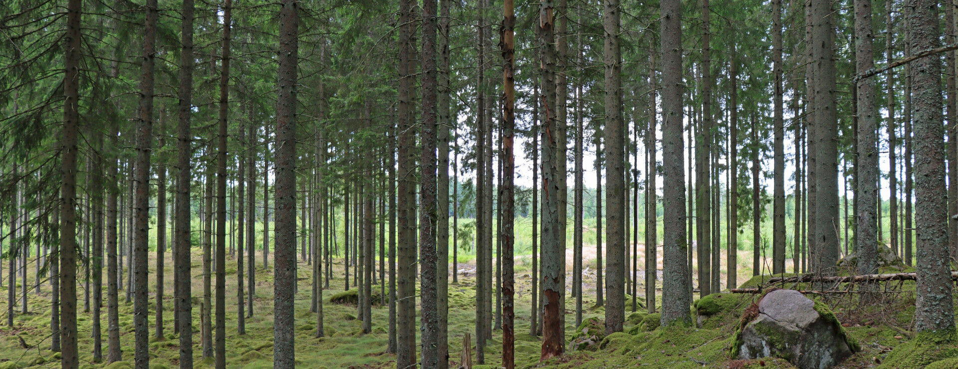 Ållekulla - Barrskog, ädellövskog och åker