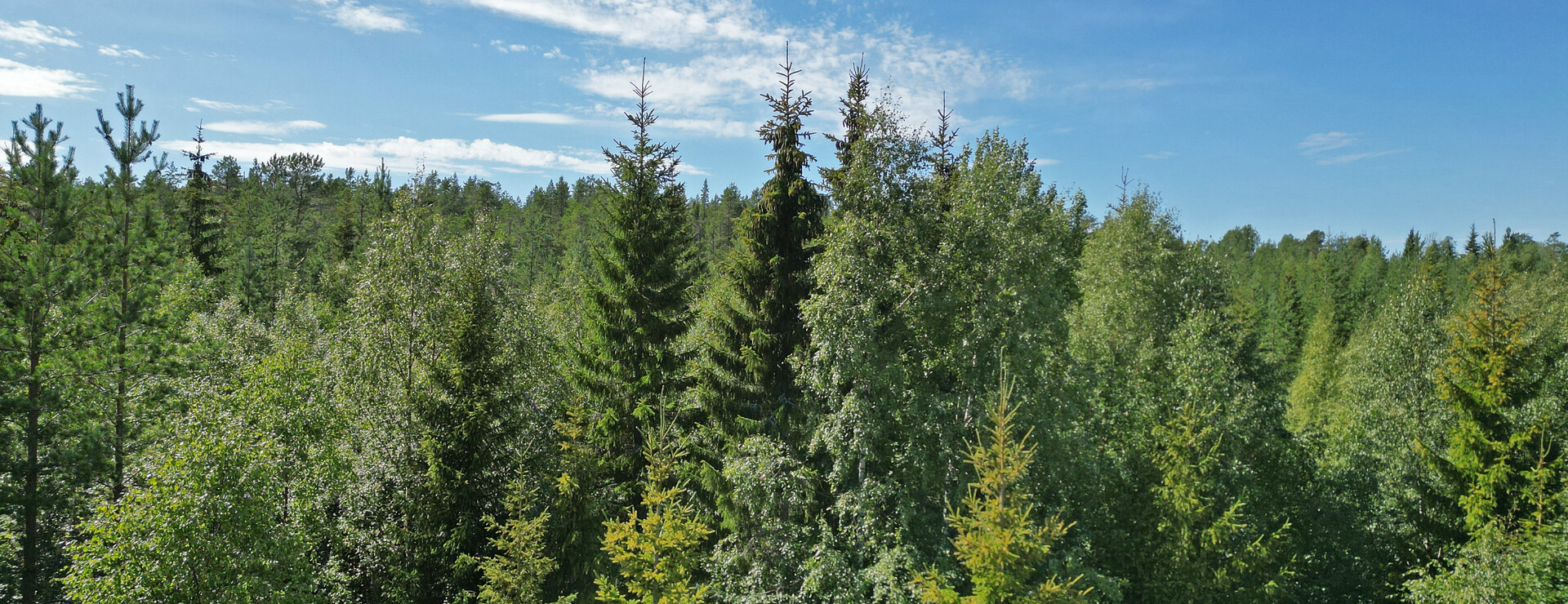 Täfteå - Skogsfastighet nära Umeå