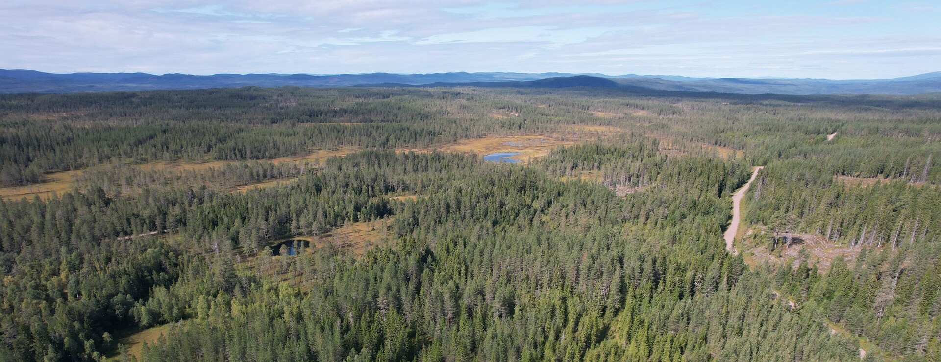 Skålmo - Skogsmark i Lima