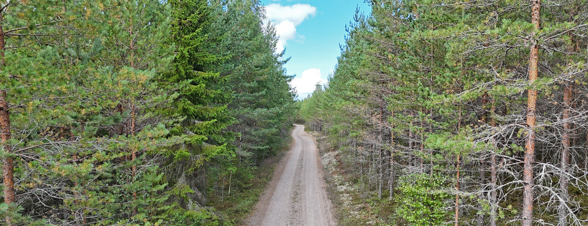 Norrål - Silvret i gruvan, guldet i skogen!