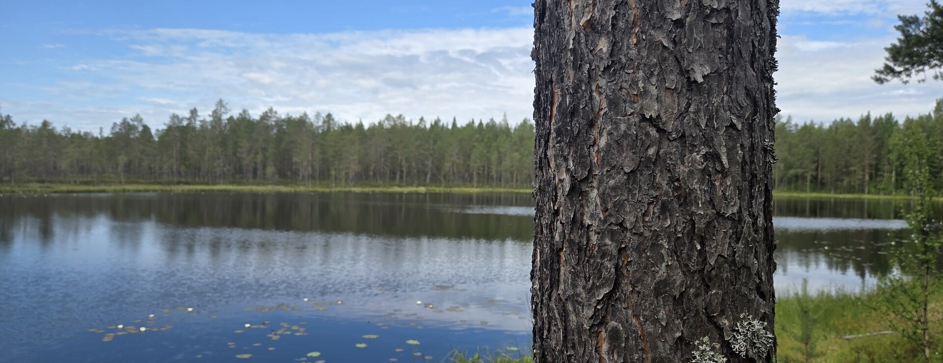 Burträsks-Gammelbyn - Brännbergsliden