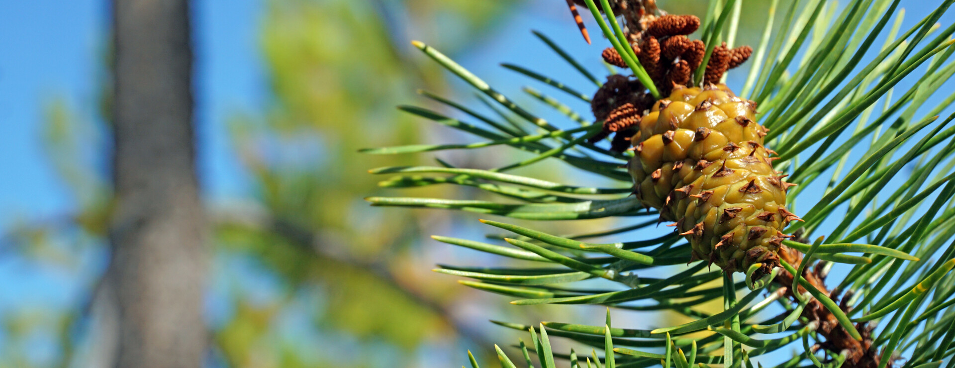 Nordanhån - Skog i södra Härjedalen