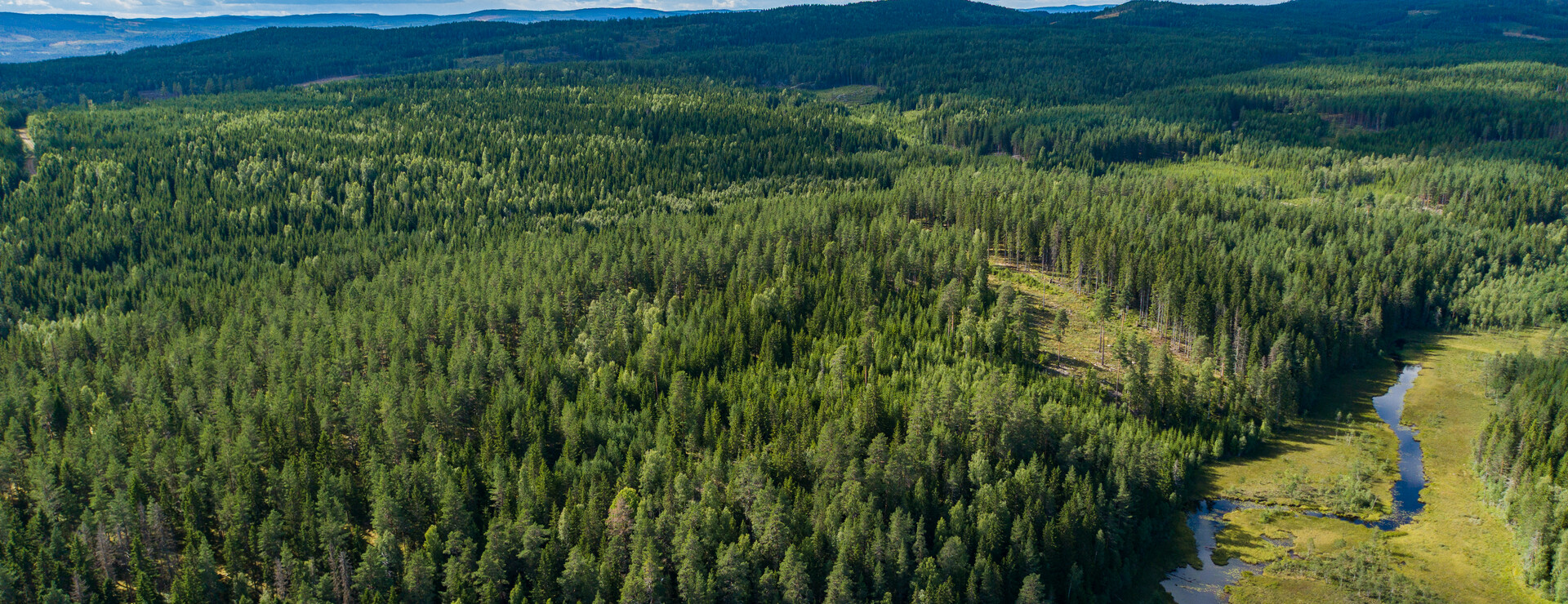 Kollerud - Ett gott stycke skog!