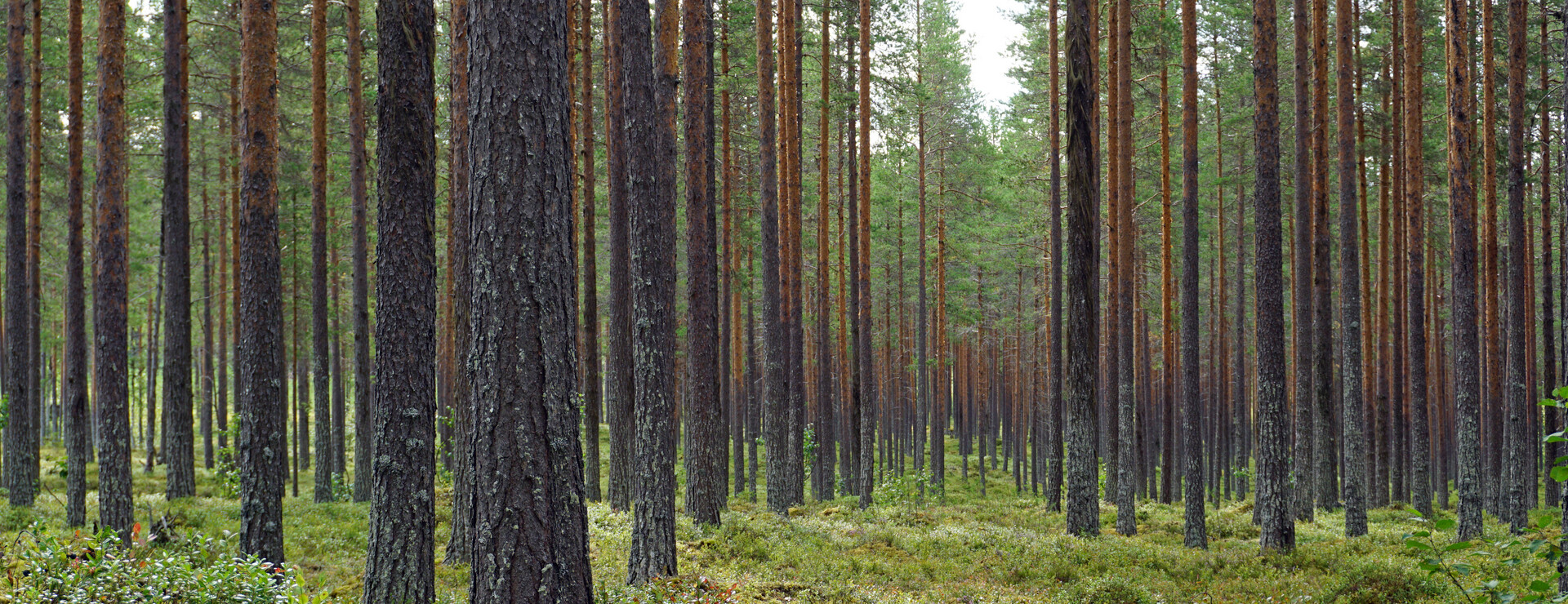 Stor-Snösen - Hög andel äldre skog