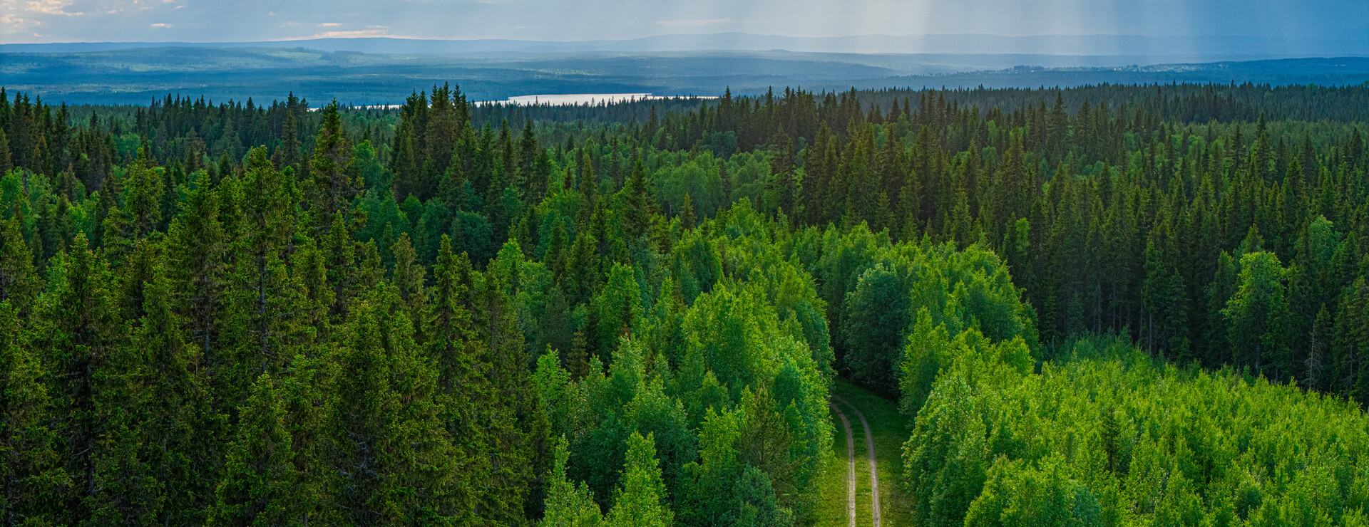Raftälven - Skog i ett skifte