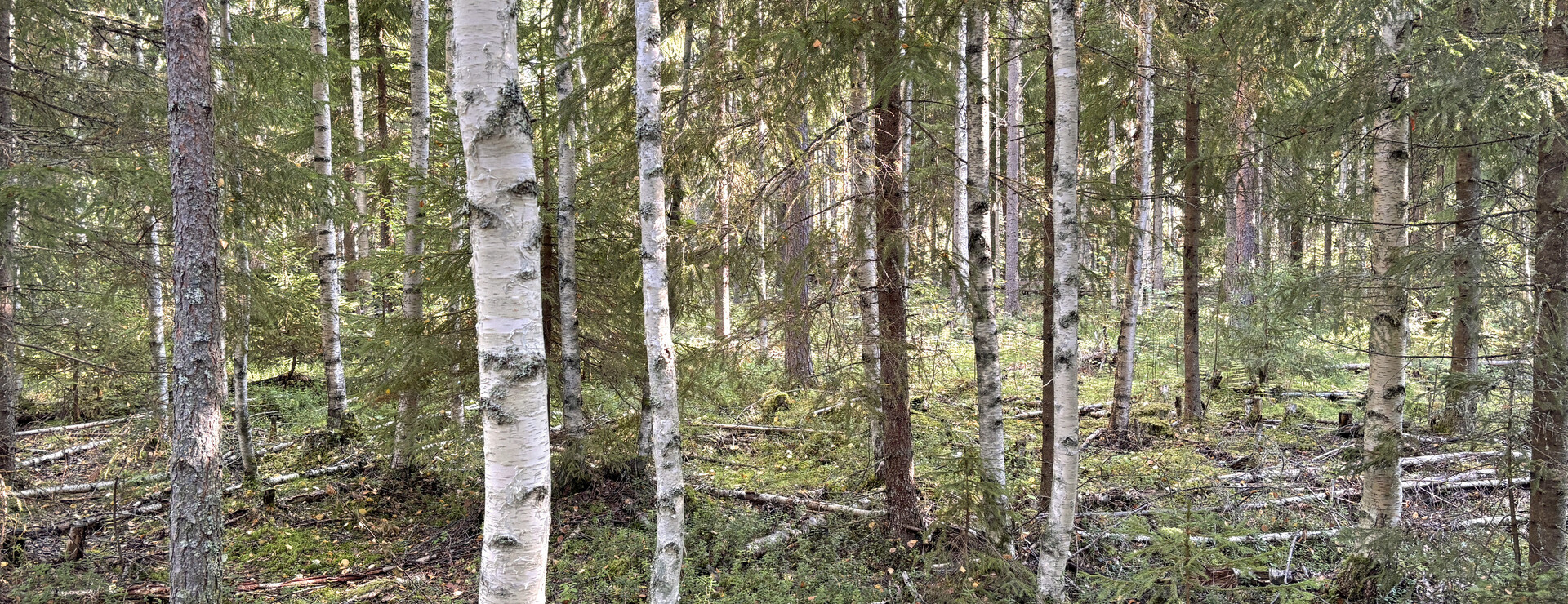 Gäddvik - Skogsfastighet i Gäddvik