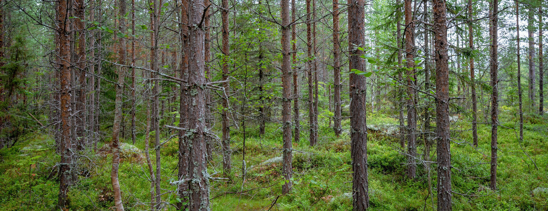 Långvattnet - 117 ha i ett skifte