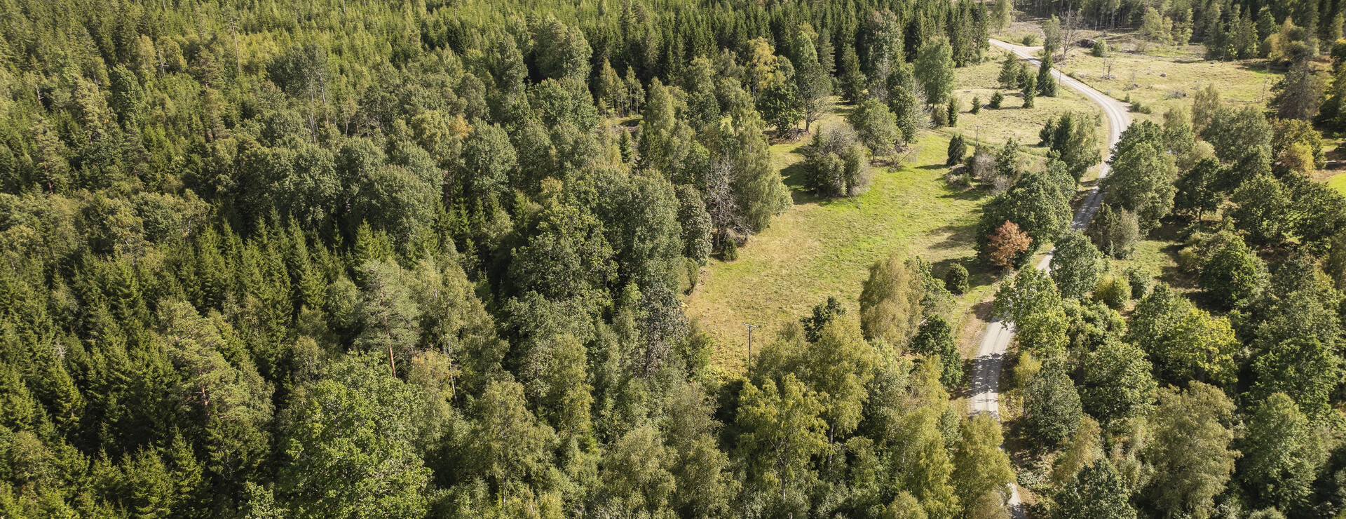 Gallnås - Skog på tillväxt