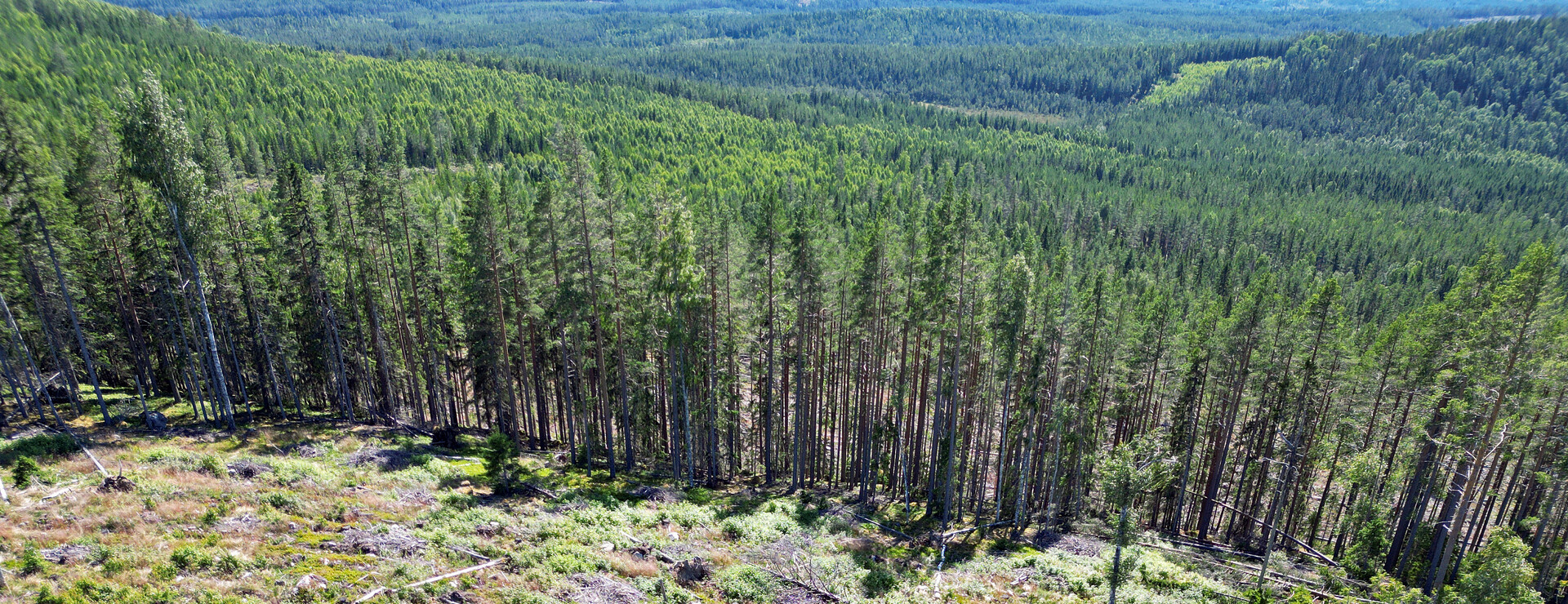 Svartvallsberget - Skog och vind  i Järvsö omnejd