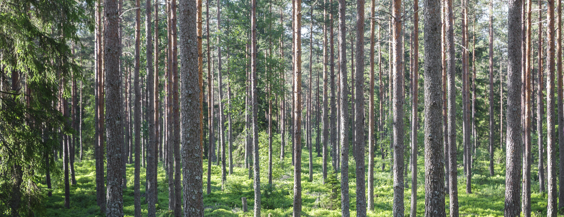 Starrike - Skogar med hög tillväxt