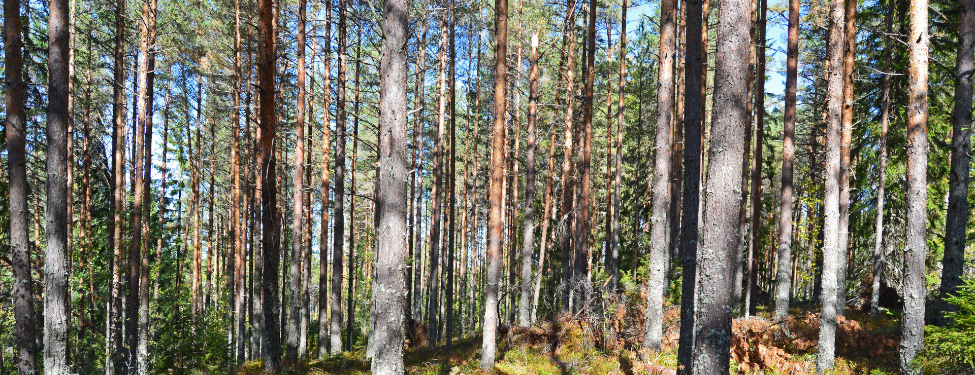Skuggarvet - Skog och jakt nära Falun