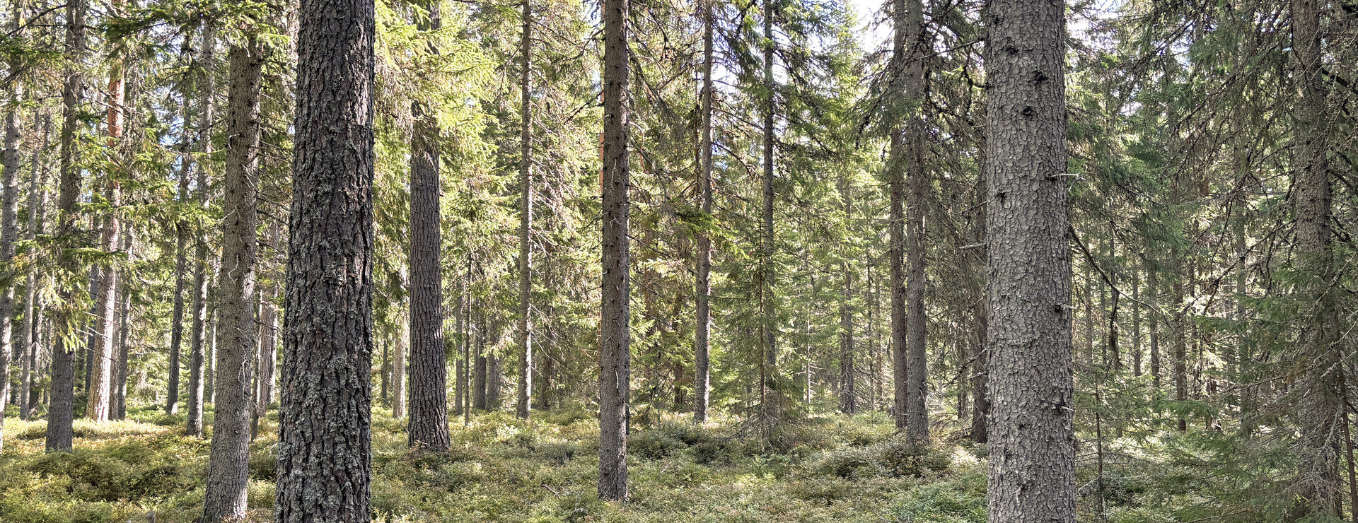 Stormyran - Skogsskifte i Gullbergsbo