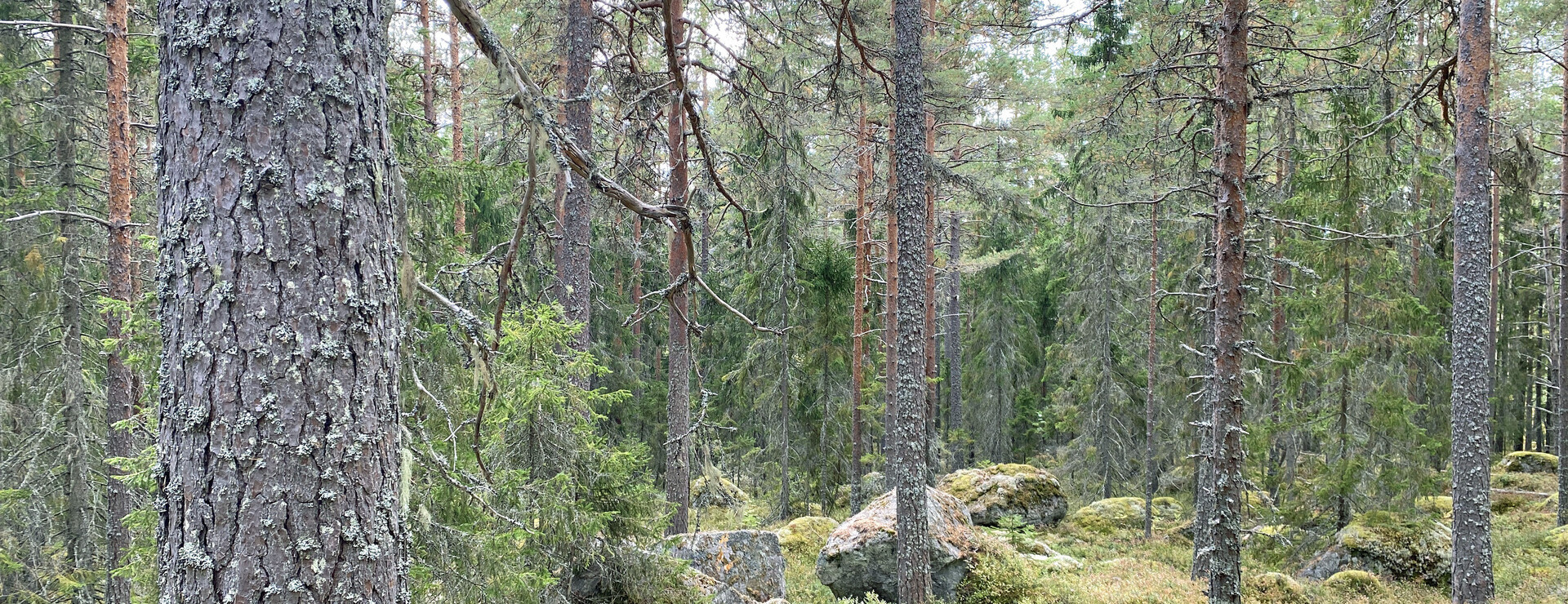 Olberget – Östbo - Skog med jakt i viltvårdsområde