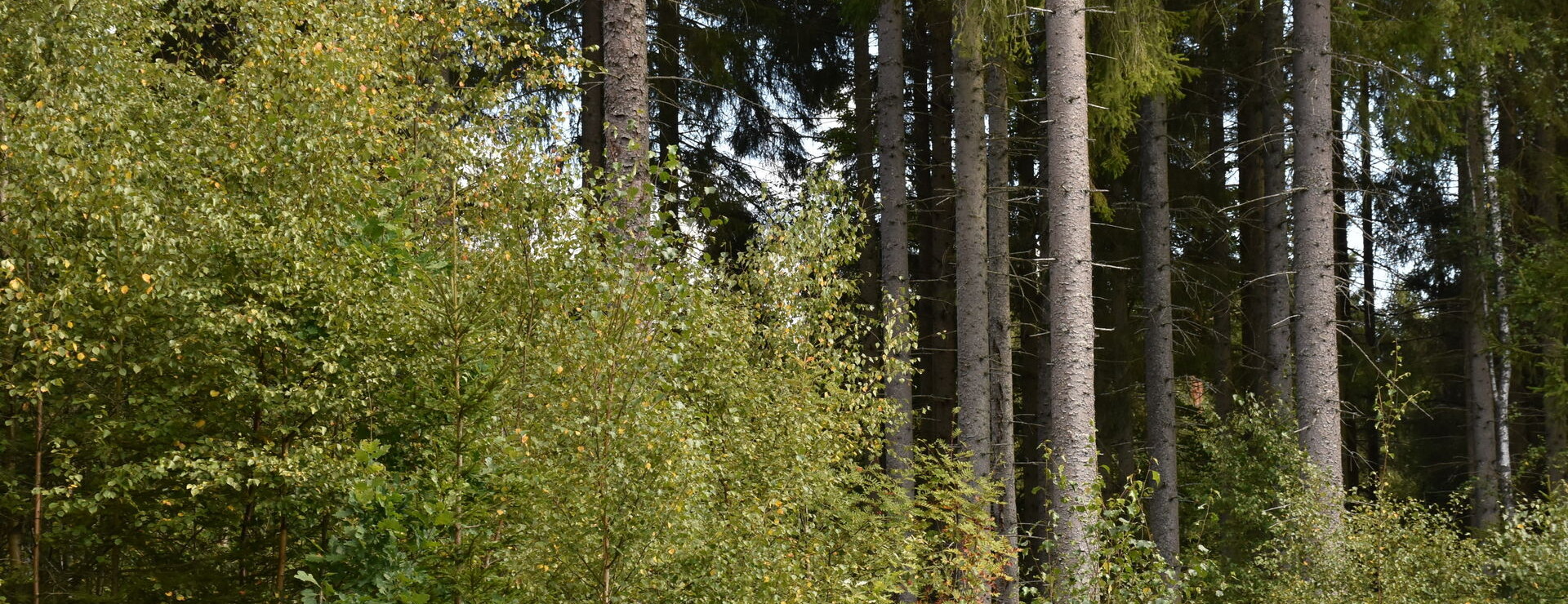 Sandsjö - Bördigt och virkesrikt