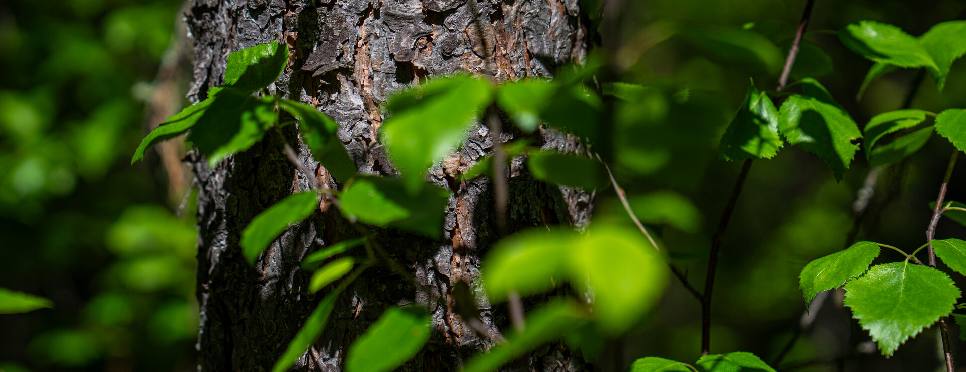 Ede - Skog nära Hammerdal