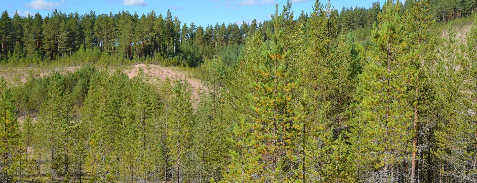 Stensbo - Skogsmark i Stensbo