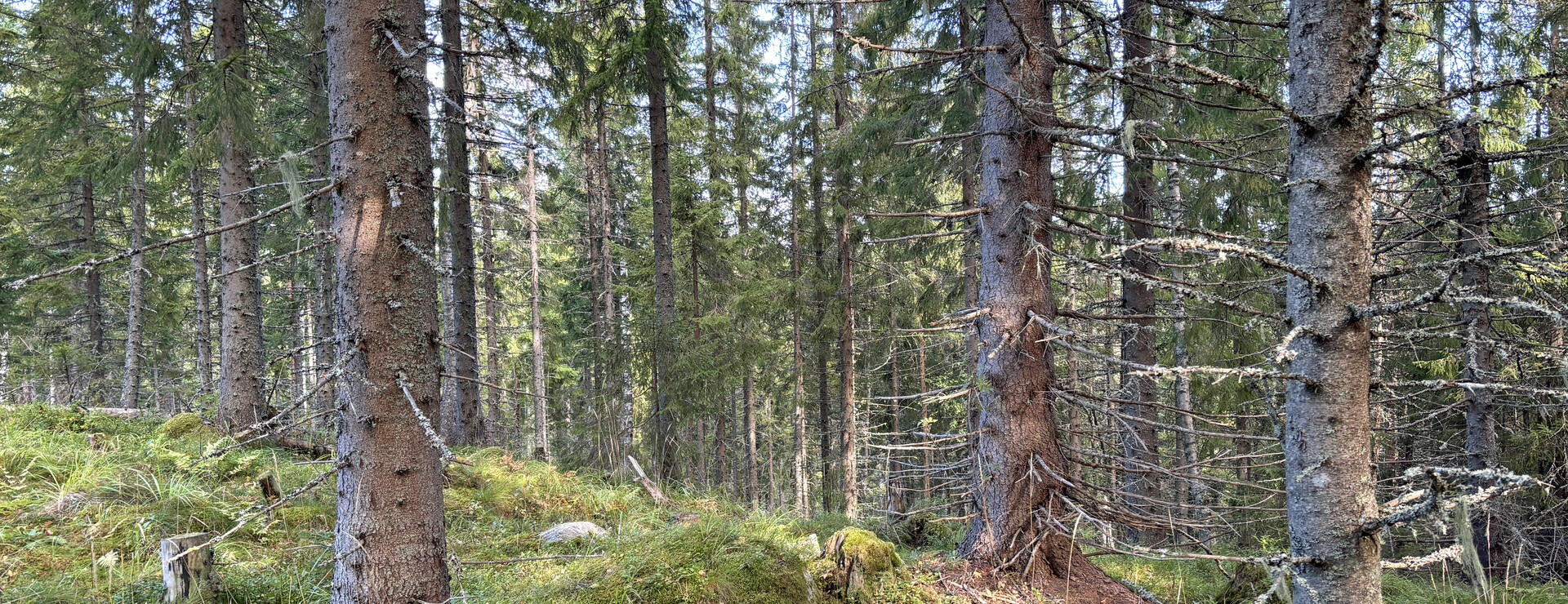 Västbo - Skogsfastighet på Råberget