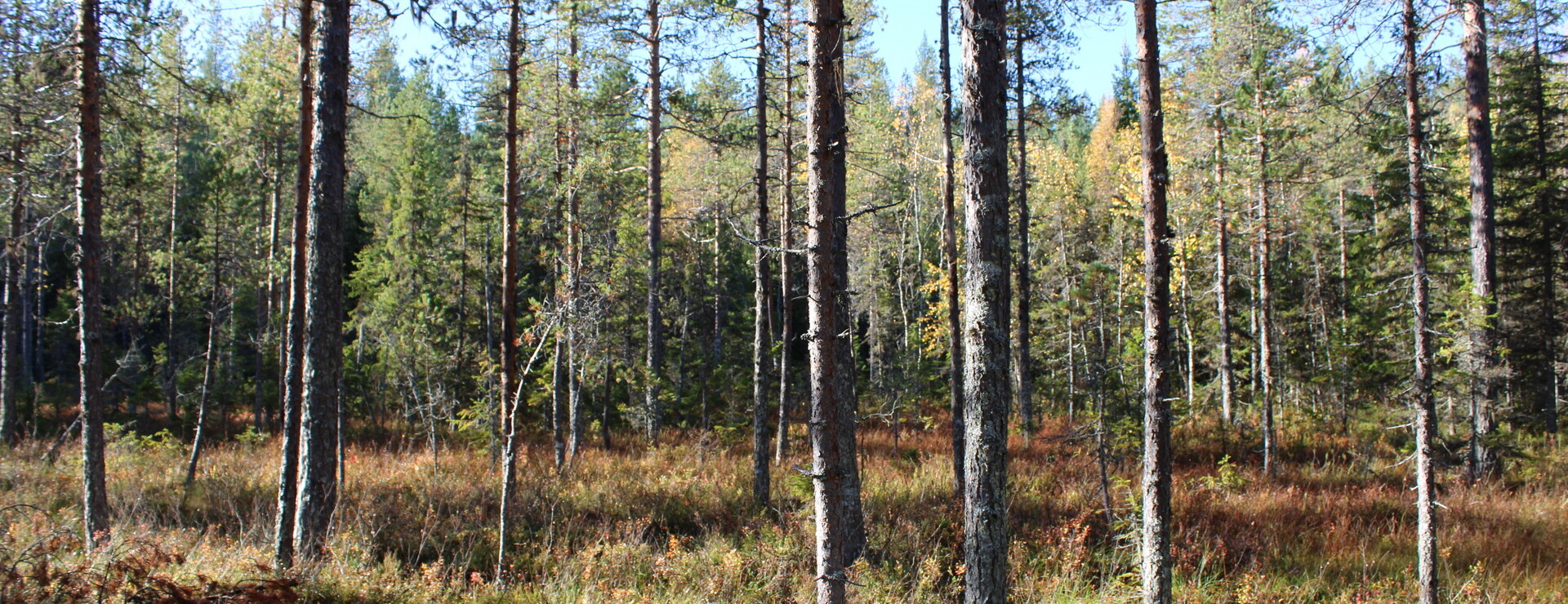 Krångfors - Skogsfastighet med högt virkesförråd