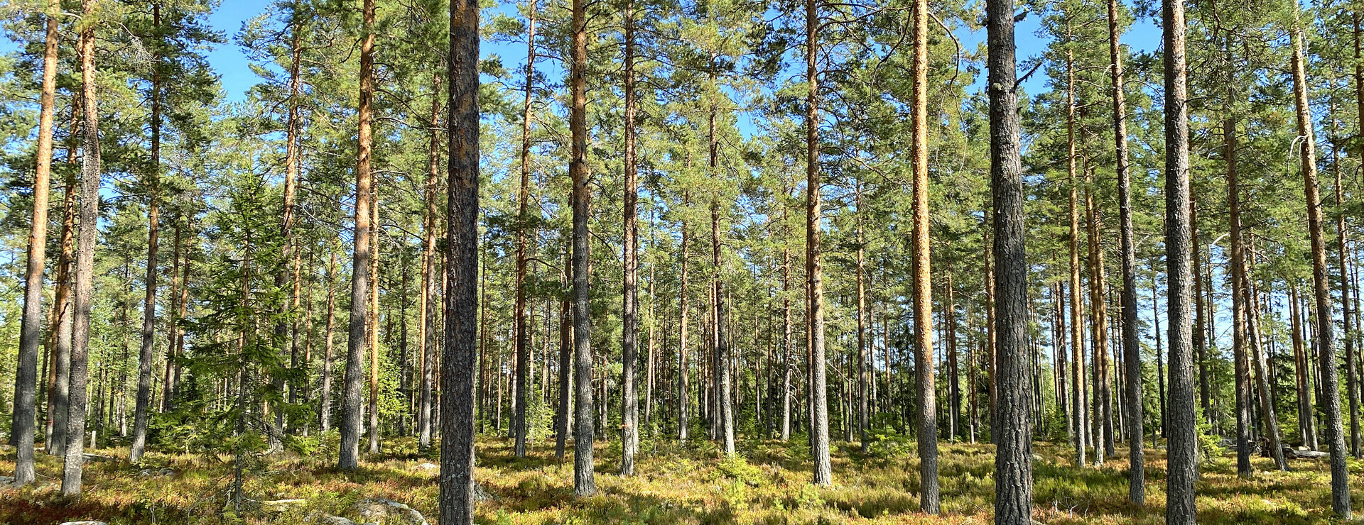 Bölesberget - Skogsskifte på Bölesberget