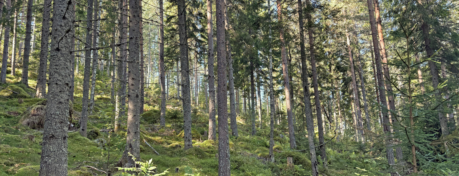 Västbo - Skogsfastighet på Råberget