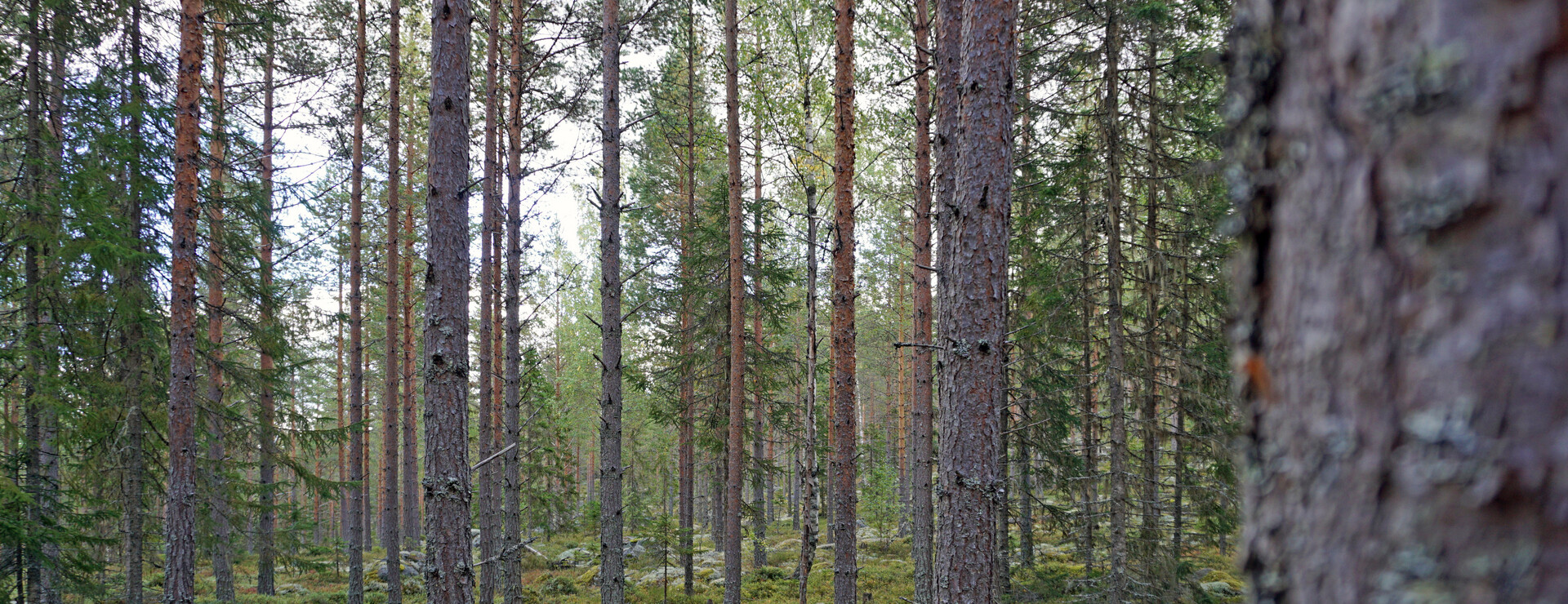 Breasen - Virkesrika gallringsskogar