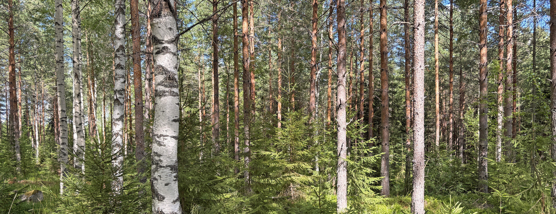 Grönviken - Skog vid sjön Över-Säljen