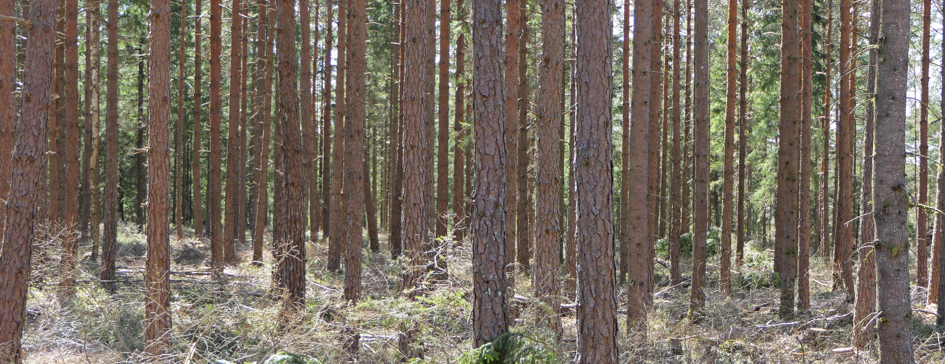 Tå - Virkesrik skogsfastighet