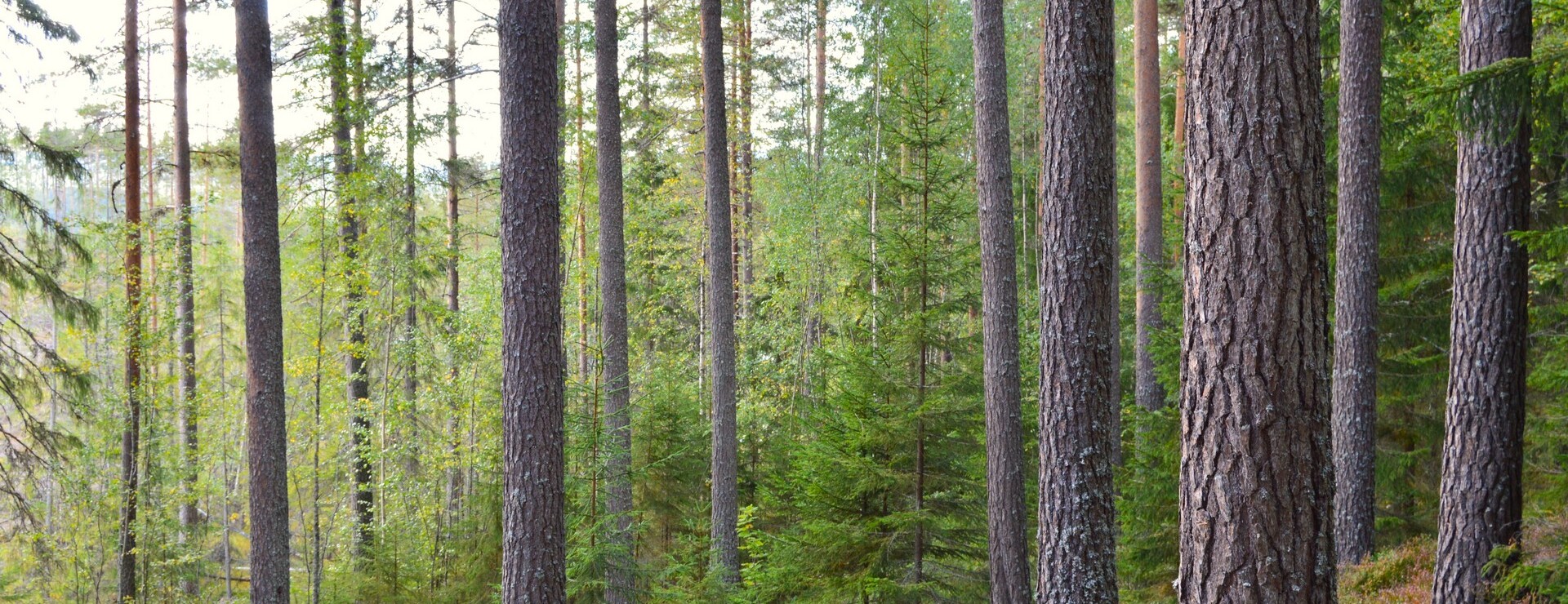 Vällgårdsberget - Pelarsal utanför Falun