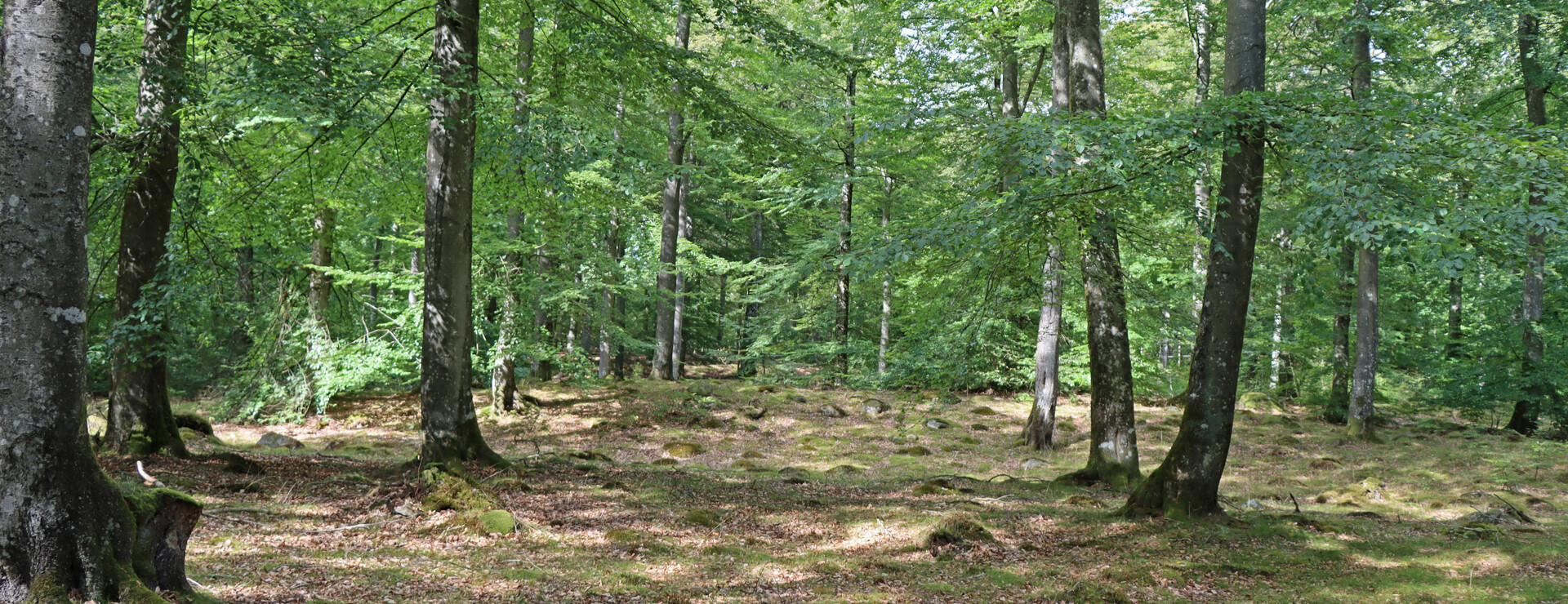 Bertilstorp - Skogsfastighet på Österlen