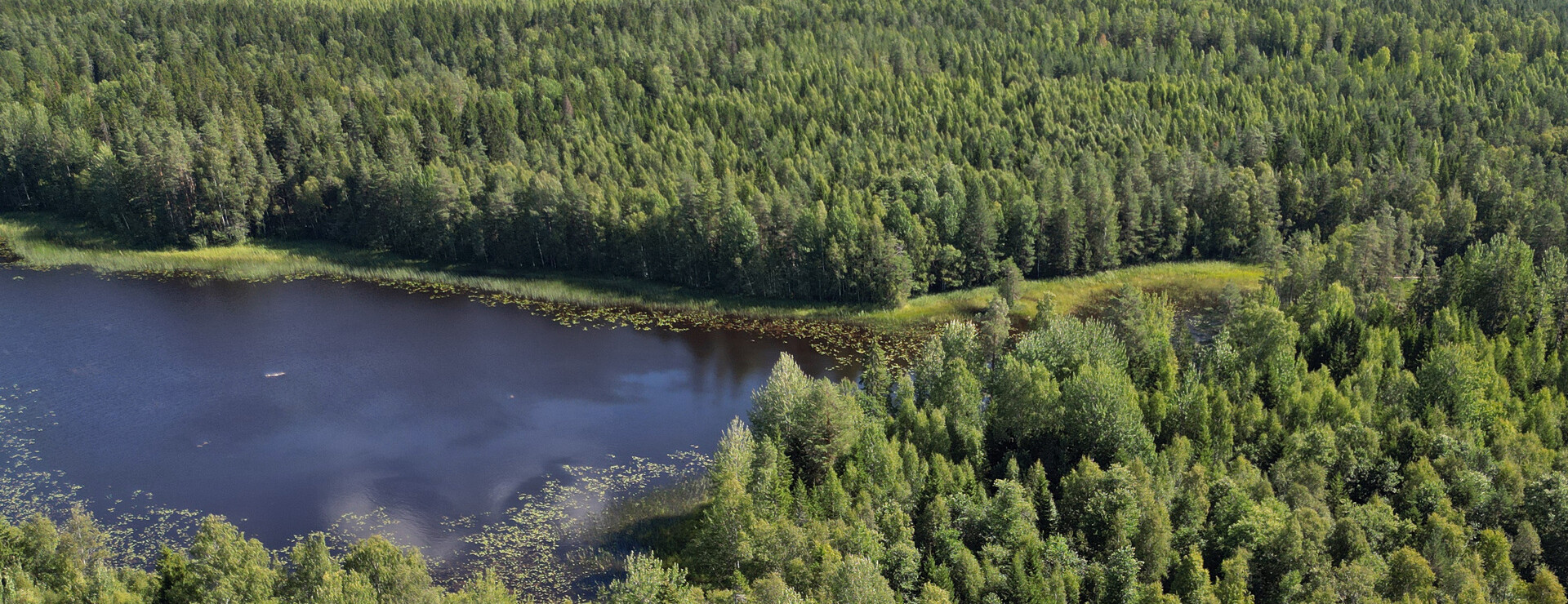 Grönviken - Skog vid sjön Över-Säljen