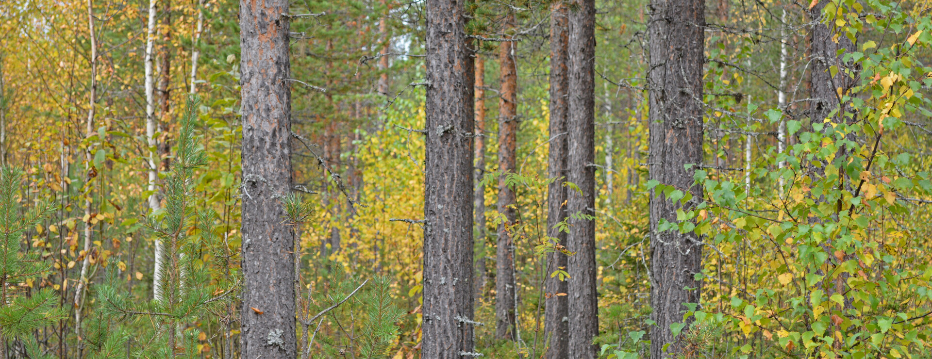 Hirvijärvi - Variationsrik skogsfastighet