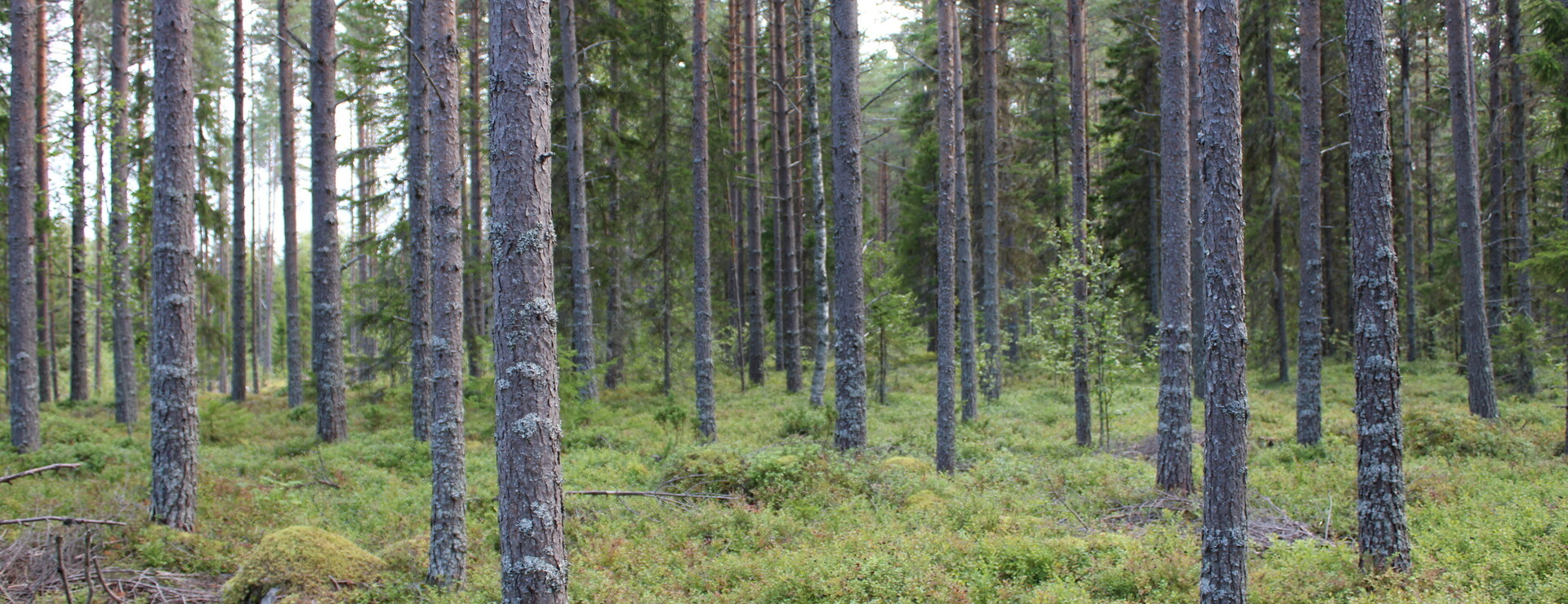 Norum - Tillväxt nära kusten