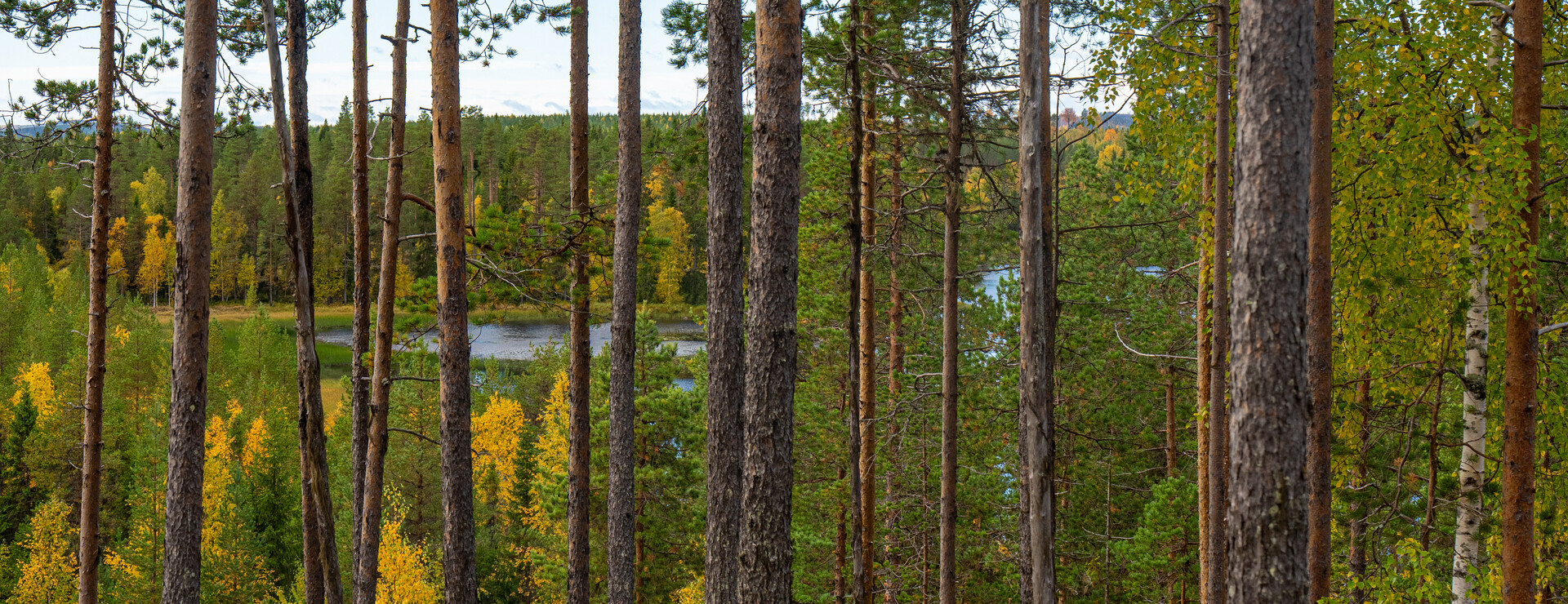 Bölen - Skog vid Bölen