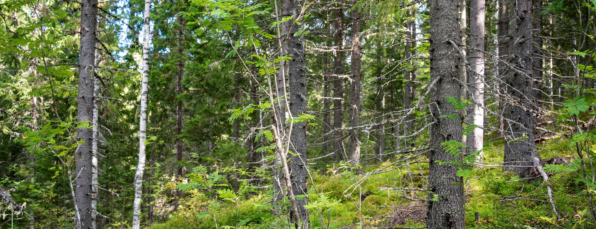 Arklo - Skog i Arklo