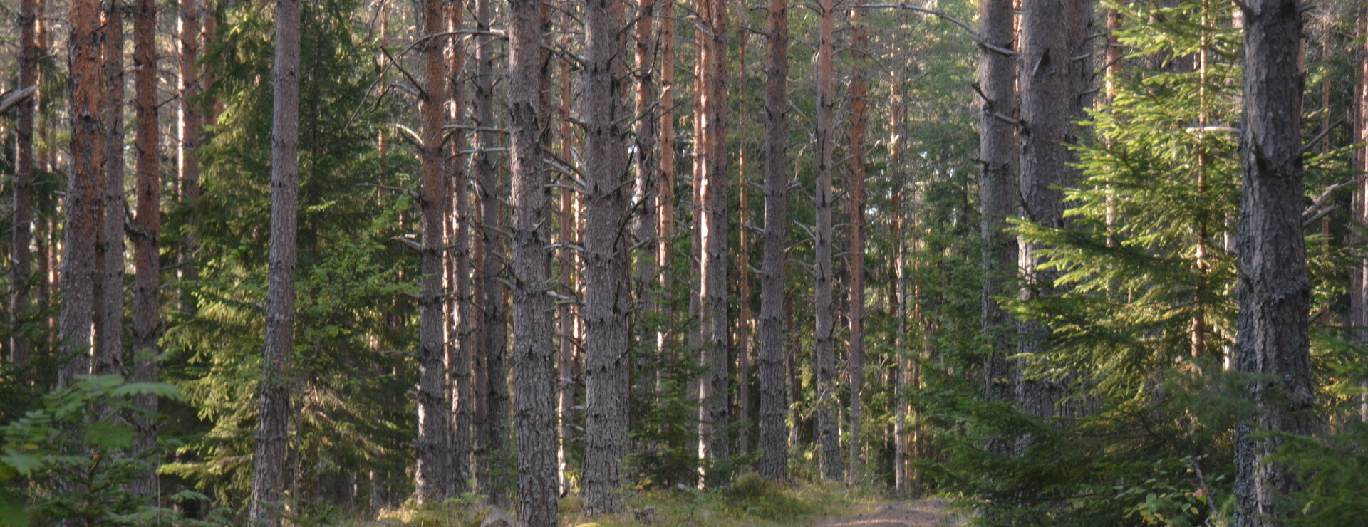 Tandåsen - Skog och jakt
