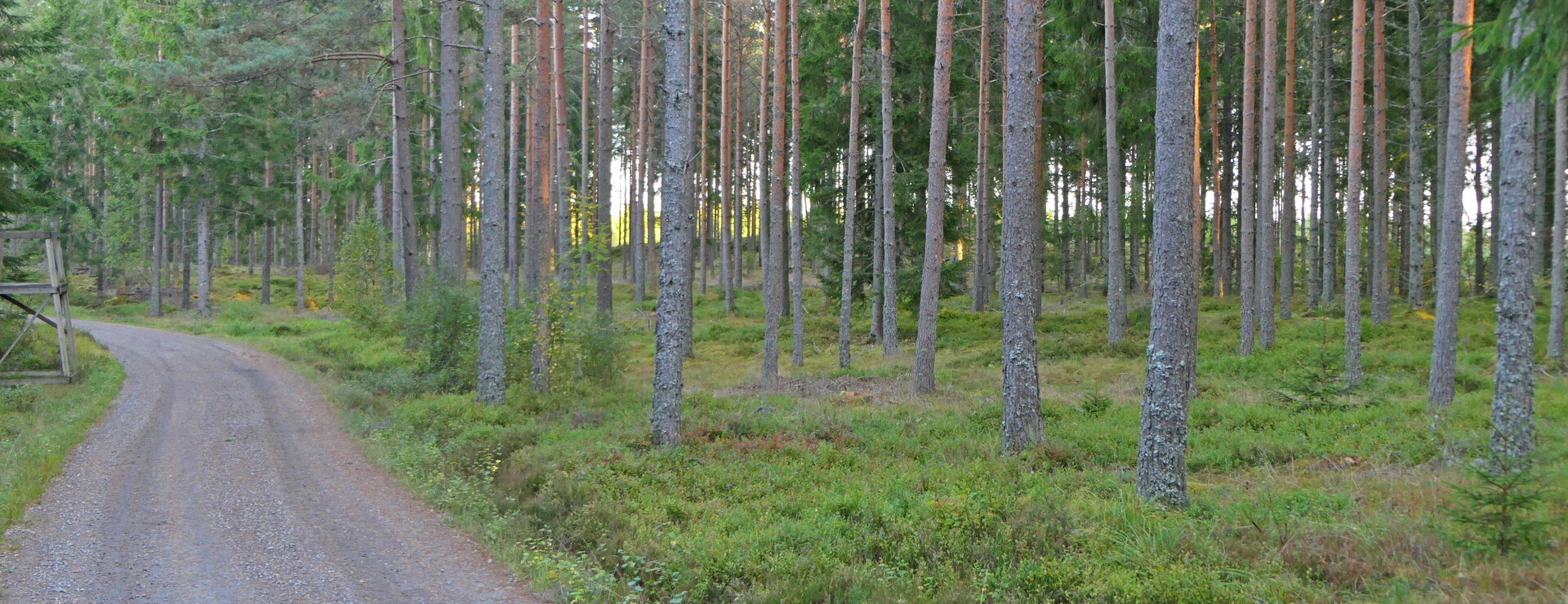 Högalid - Skog, jakt och tillväxt